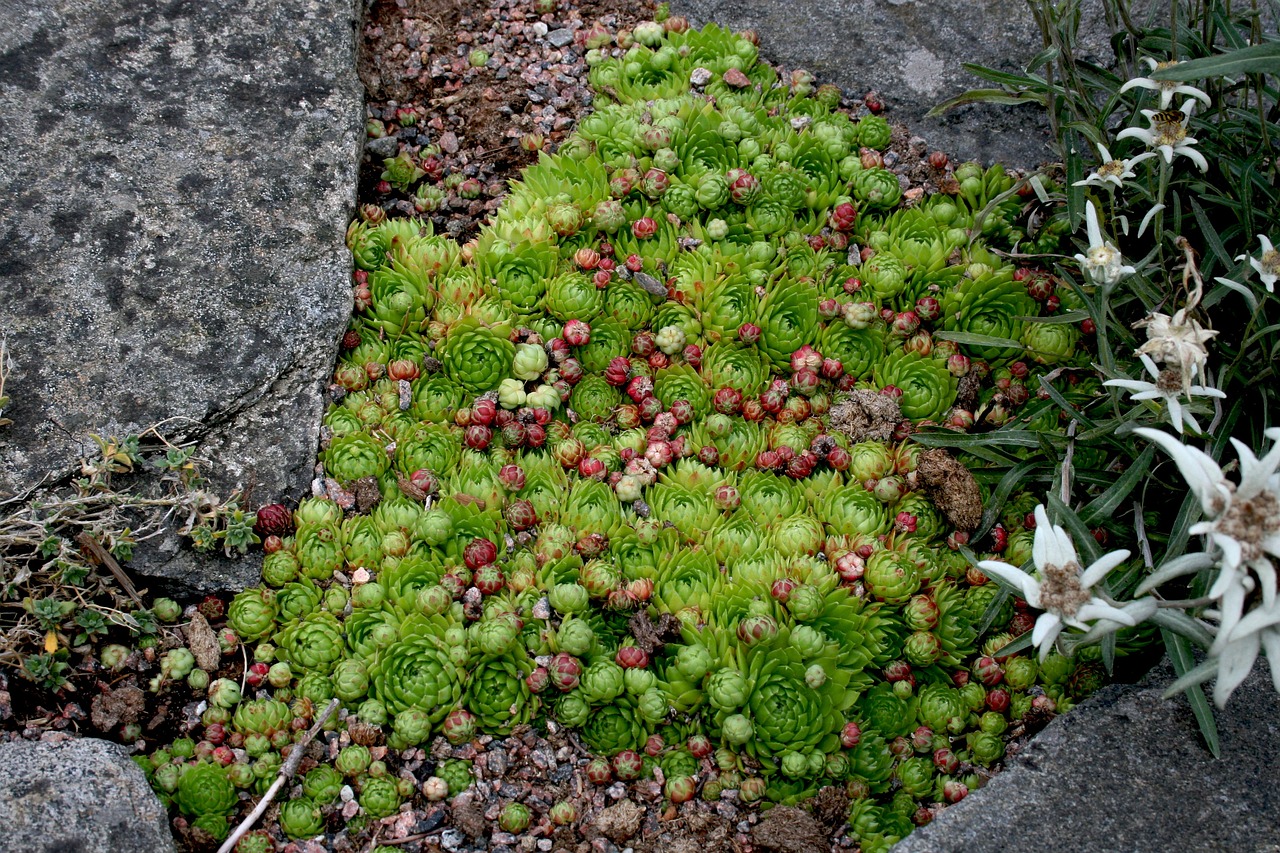 How Gardening Can Help Combat Climate Change?